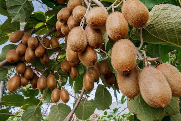 خرید کیوی ارگانیک + قیمت فروش استثنایی